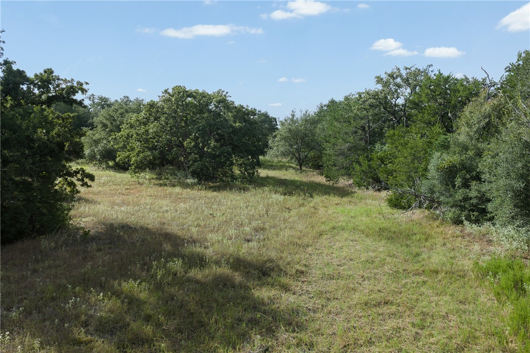 Grassy clearing bordered by mature trees at 4141 FM 60 W.