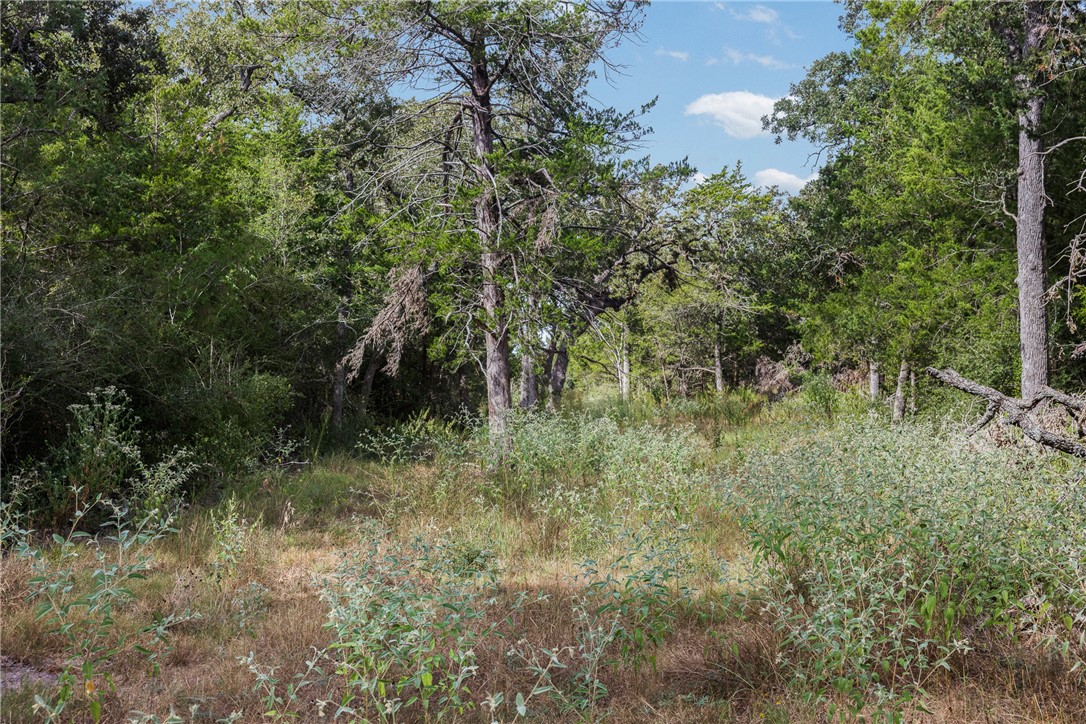 Wooded property lot with dense trees and brush surrounding a small clearing.
