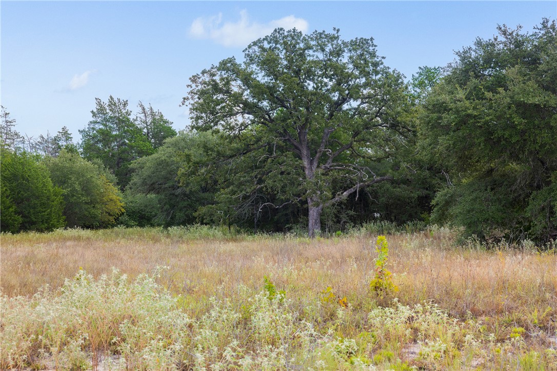 Open grassy clearing with a large spreading oak and dense trees along the edge.