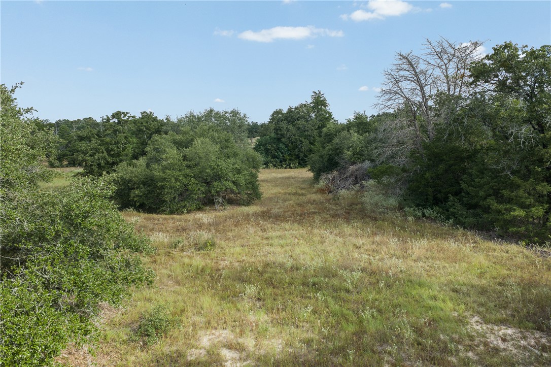 Grassy clearing surrounded by dense trees, with a bare-branched tree on the right.