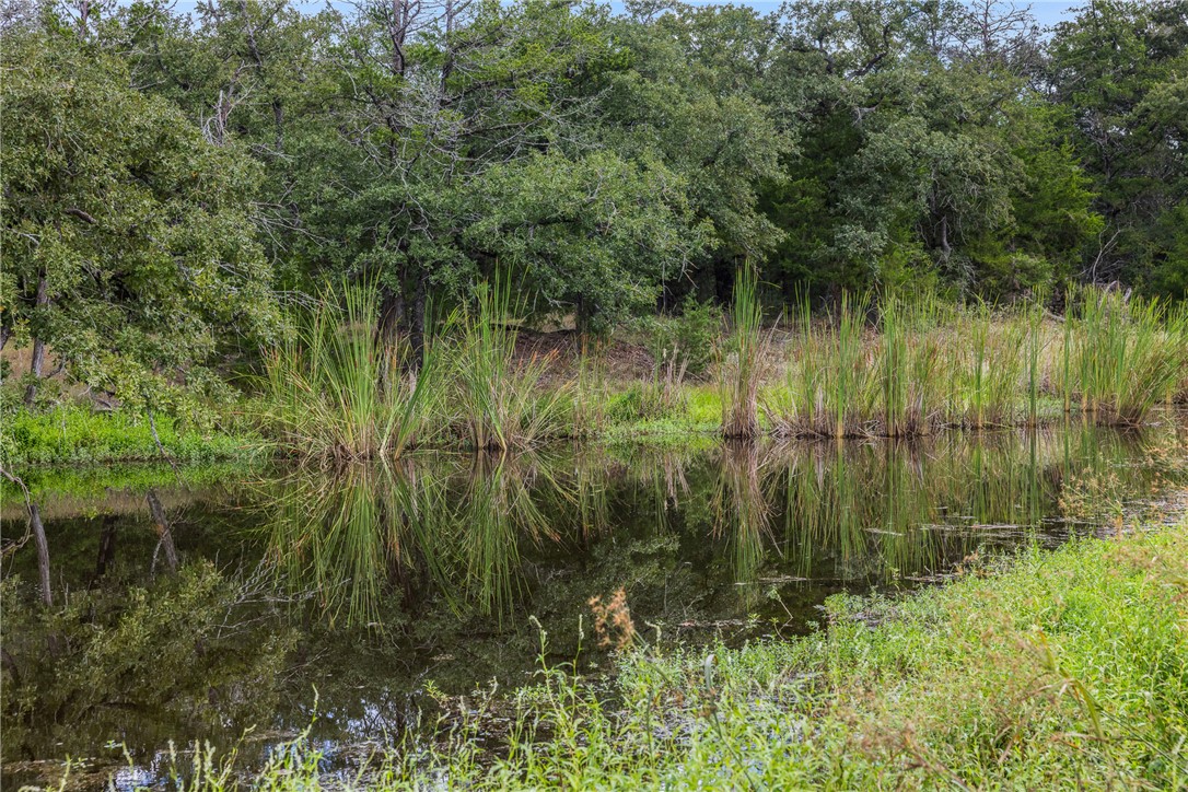 Pond bordered by tall reeds and dense trees, with the shoreline reflected in still water.