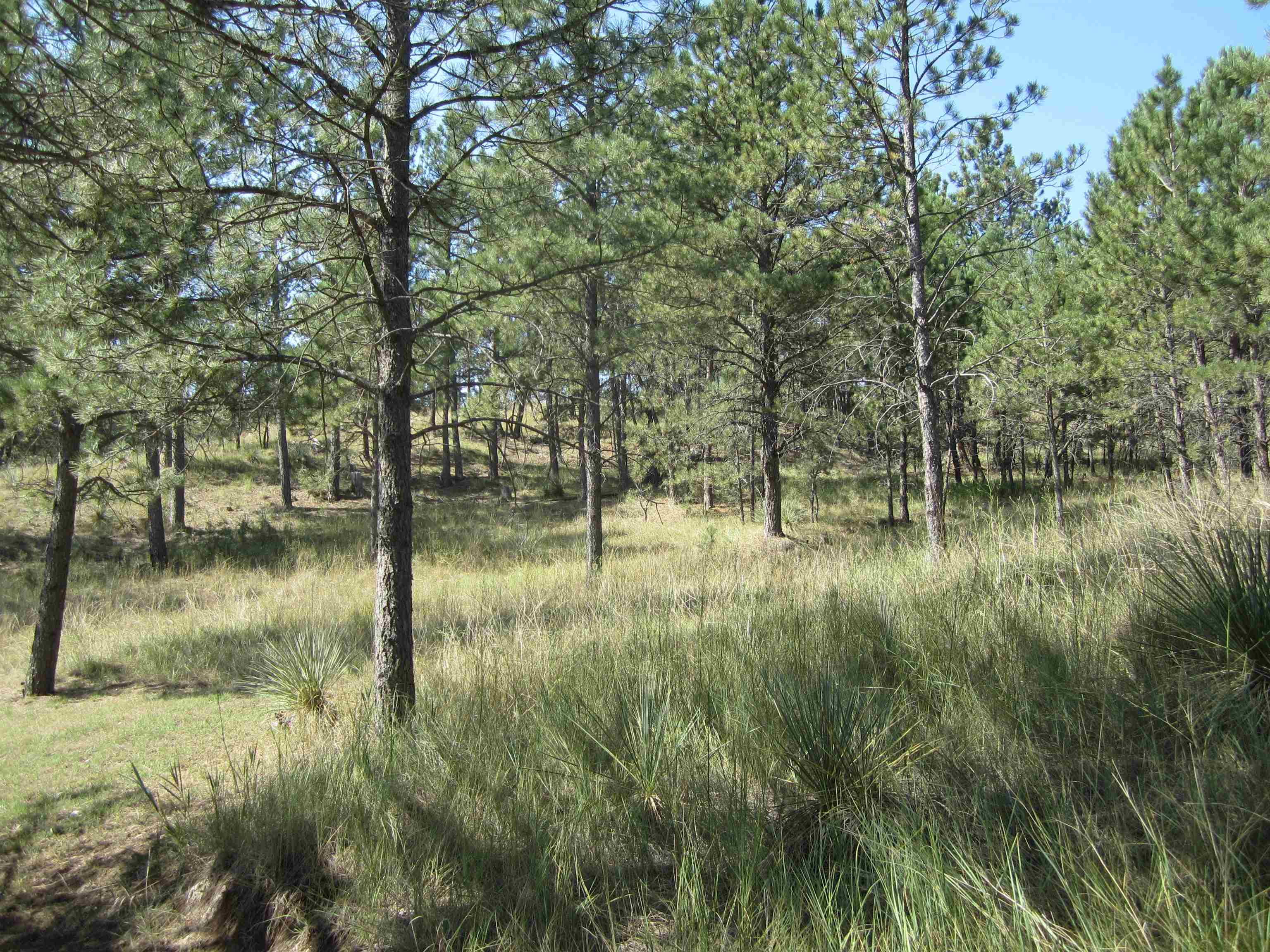 12777 Country View Road