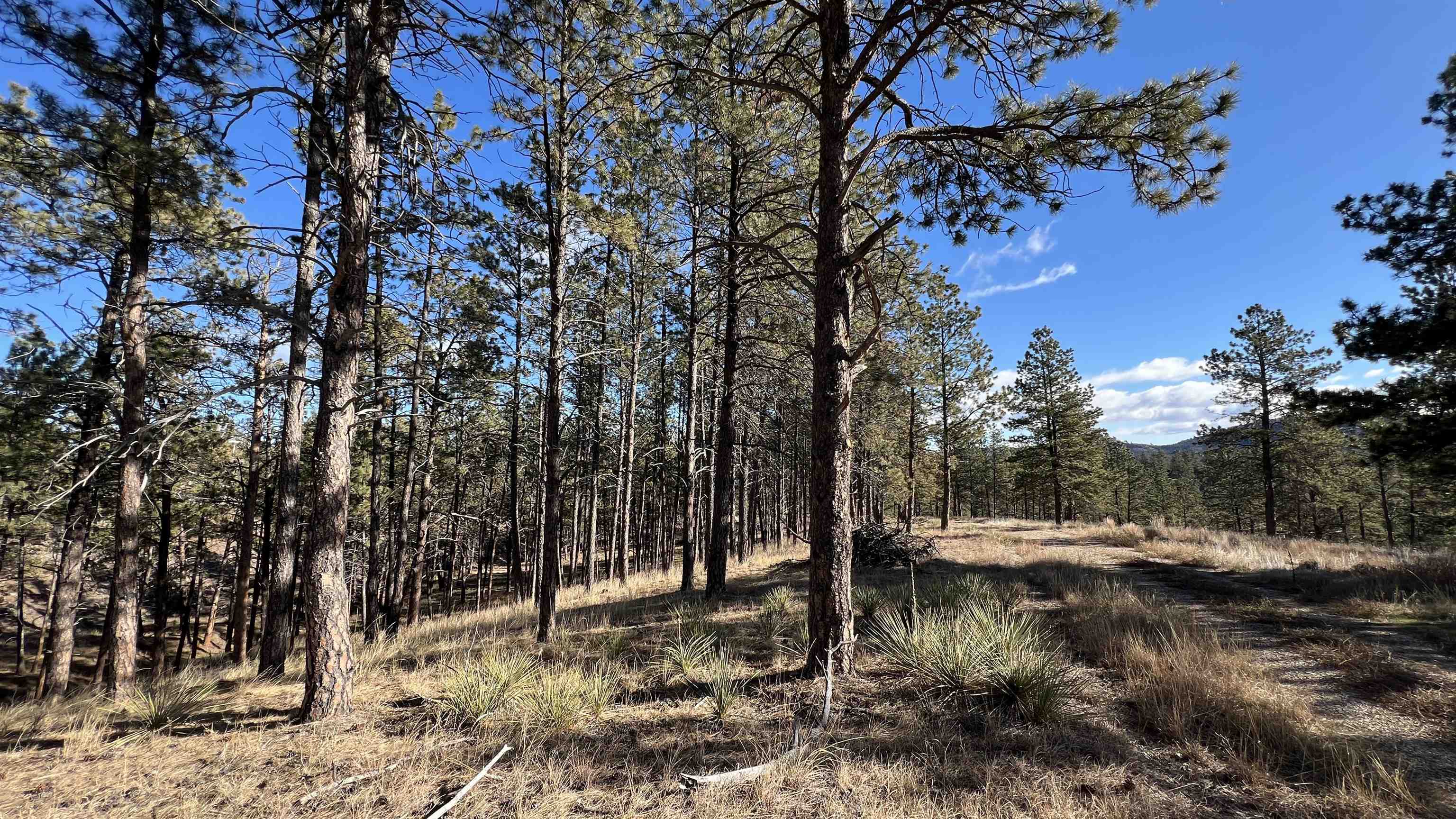 12725 Ridgeview Drive