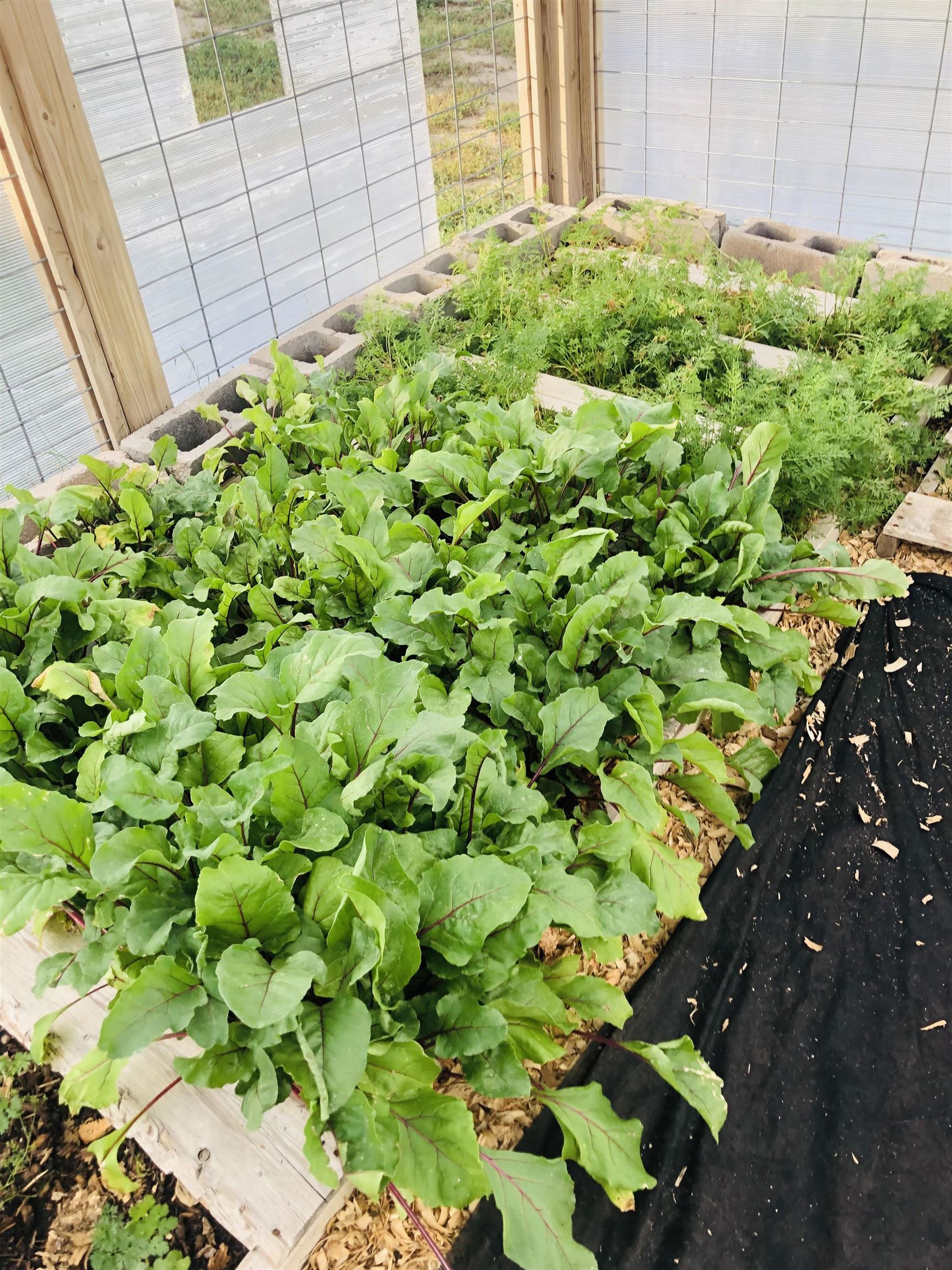 11864 Indian Canyon Road