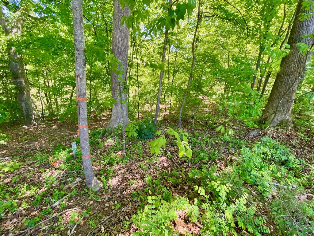 Lot 5 Palomino Road
