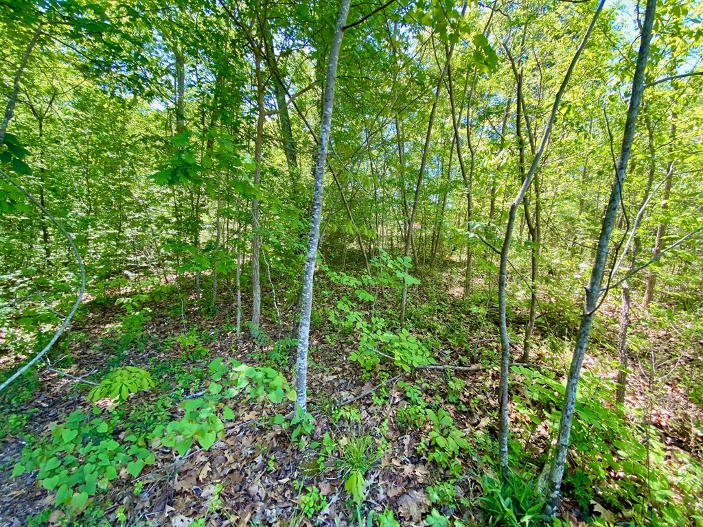 Lot 5 Palomino Road