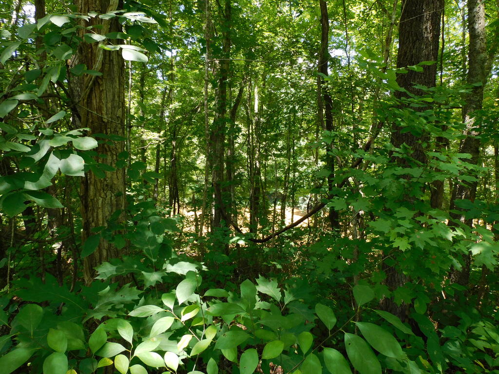 98.63 AC Pointer Road