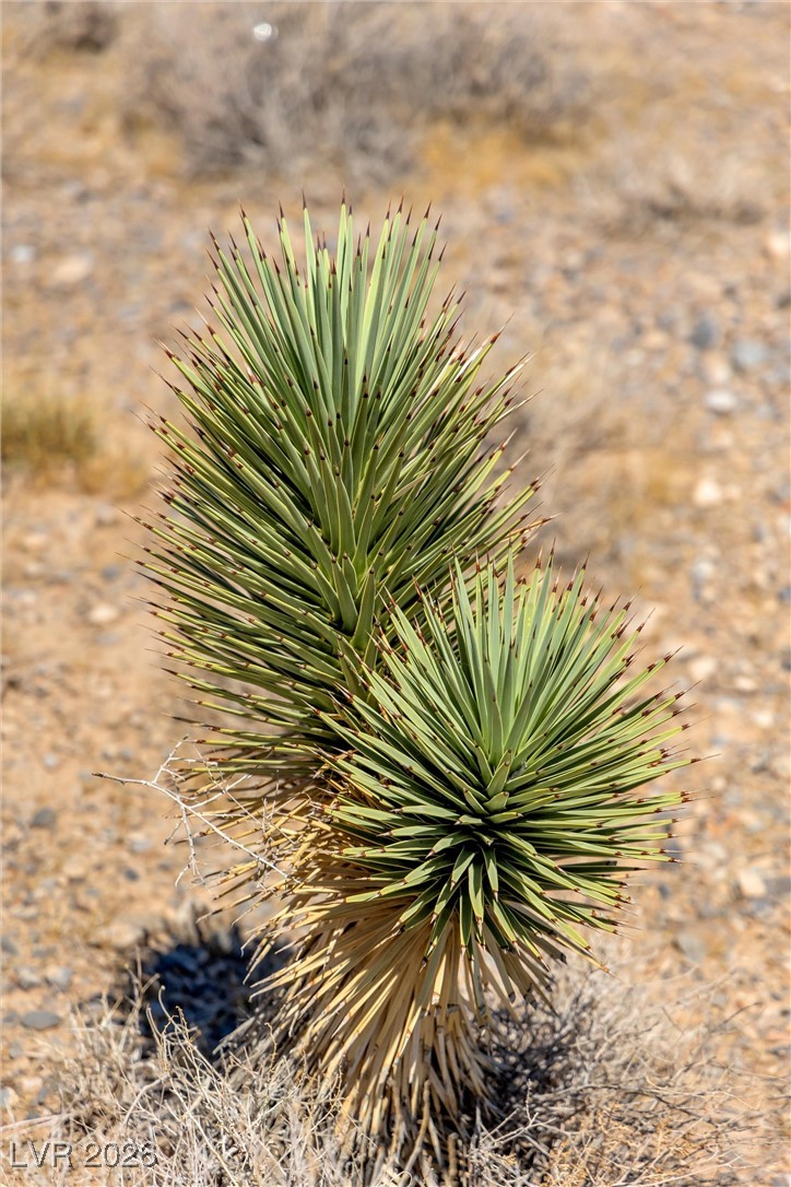 Buena Vida 126-08-801-004