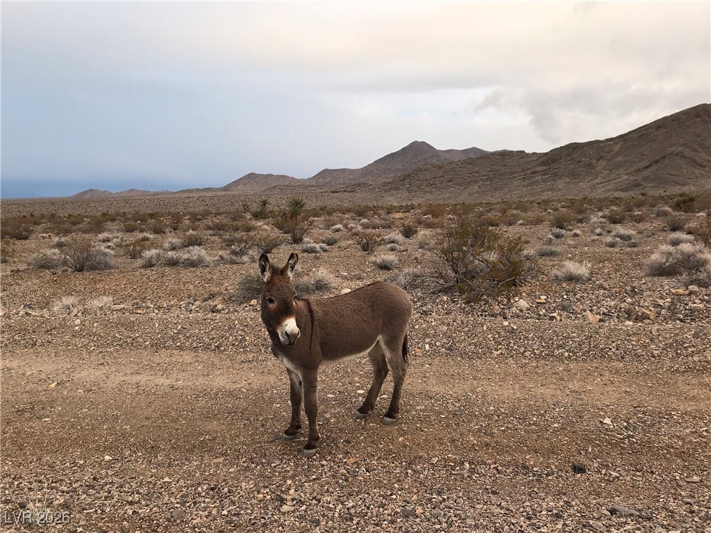 Buena Vida 126-08-801-004