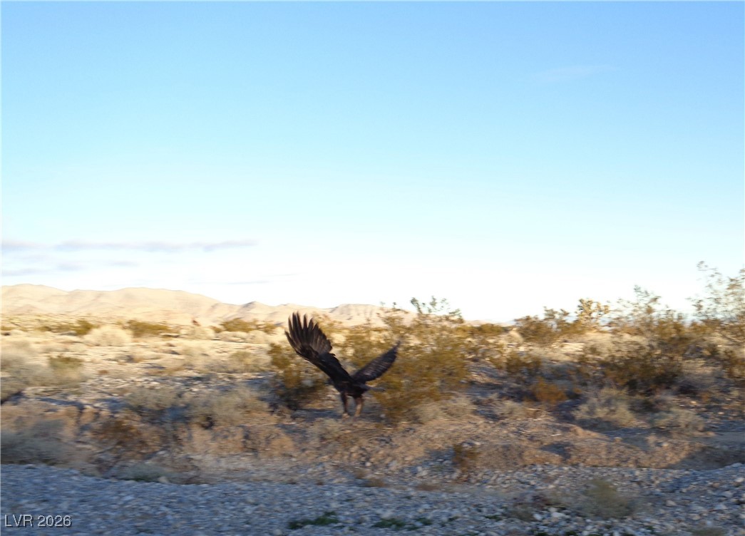 Buena Vida 126-08-801-004