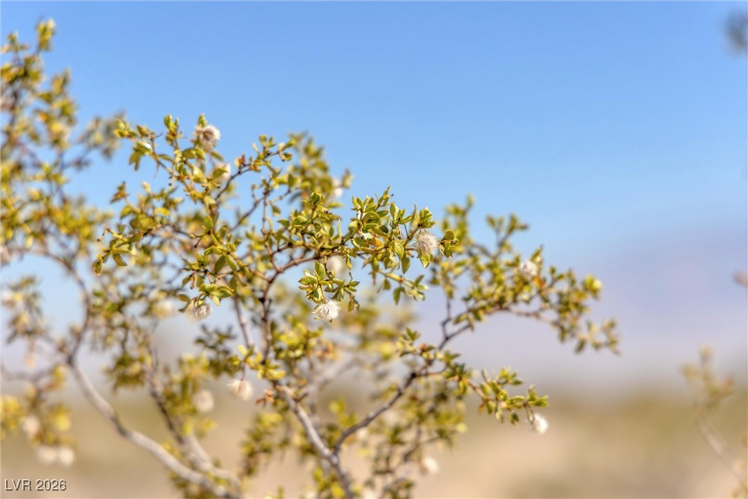 Buena Vida 126-08-801-004