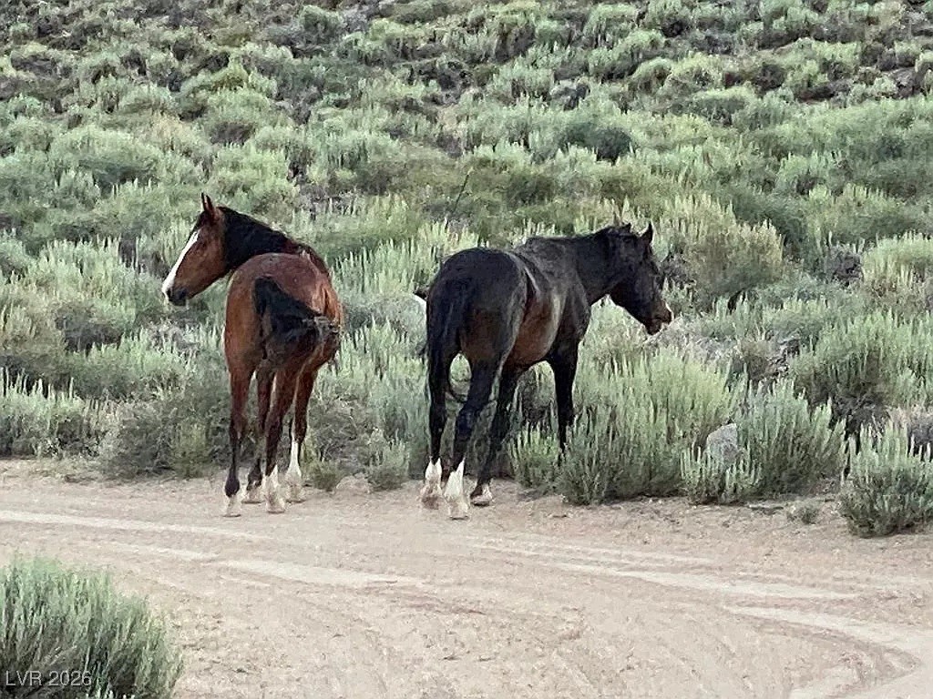 1360 Wild Horse Run