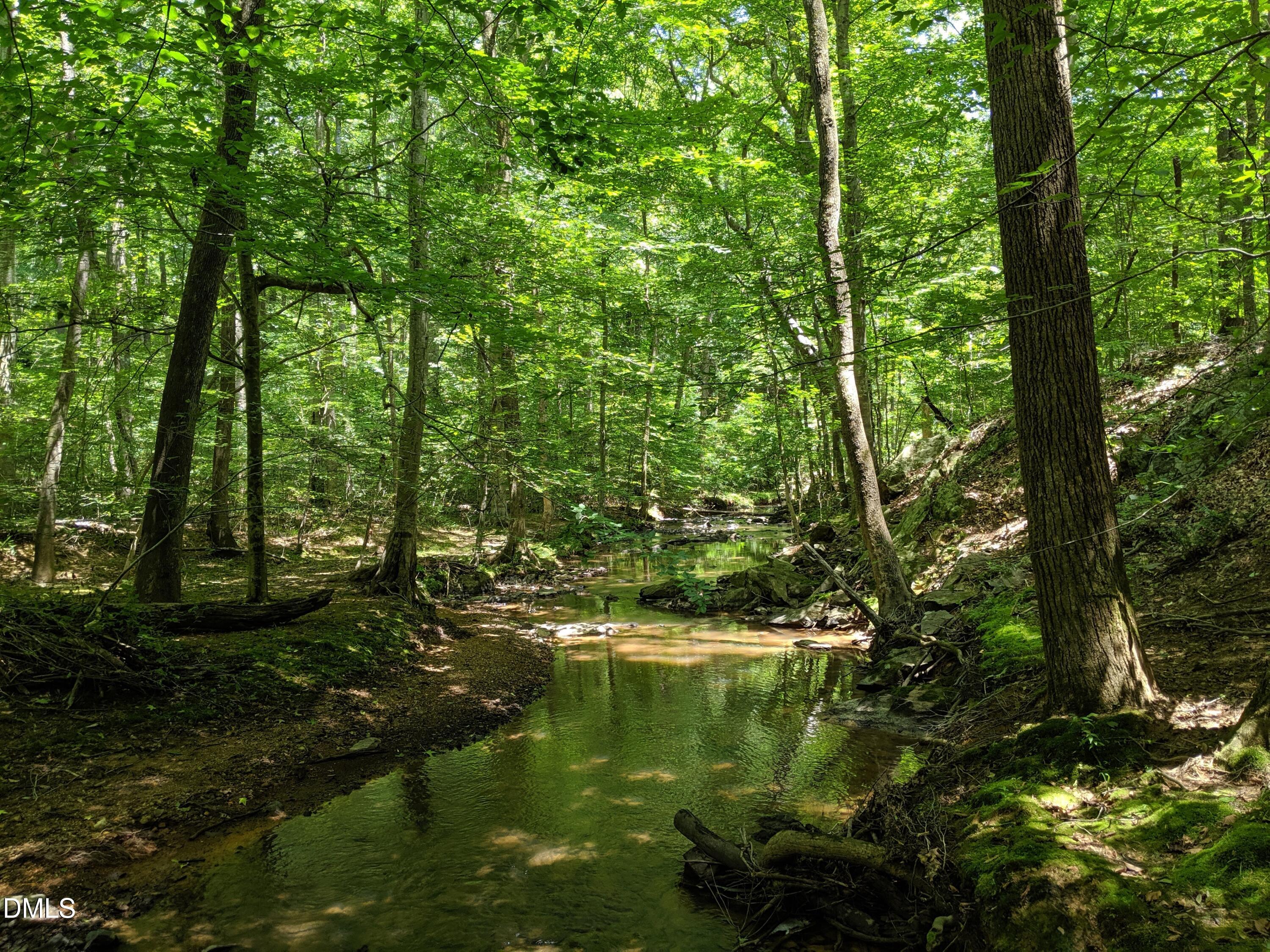 Wooded creek winding between mature trees, with sunlight reflecting on the water.