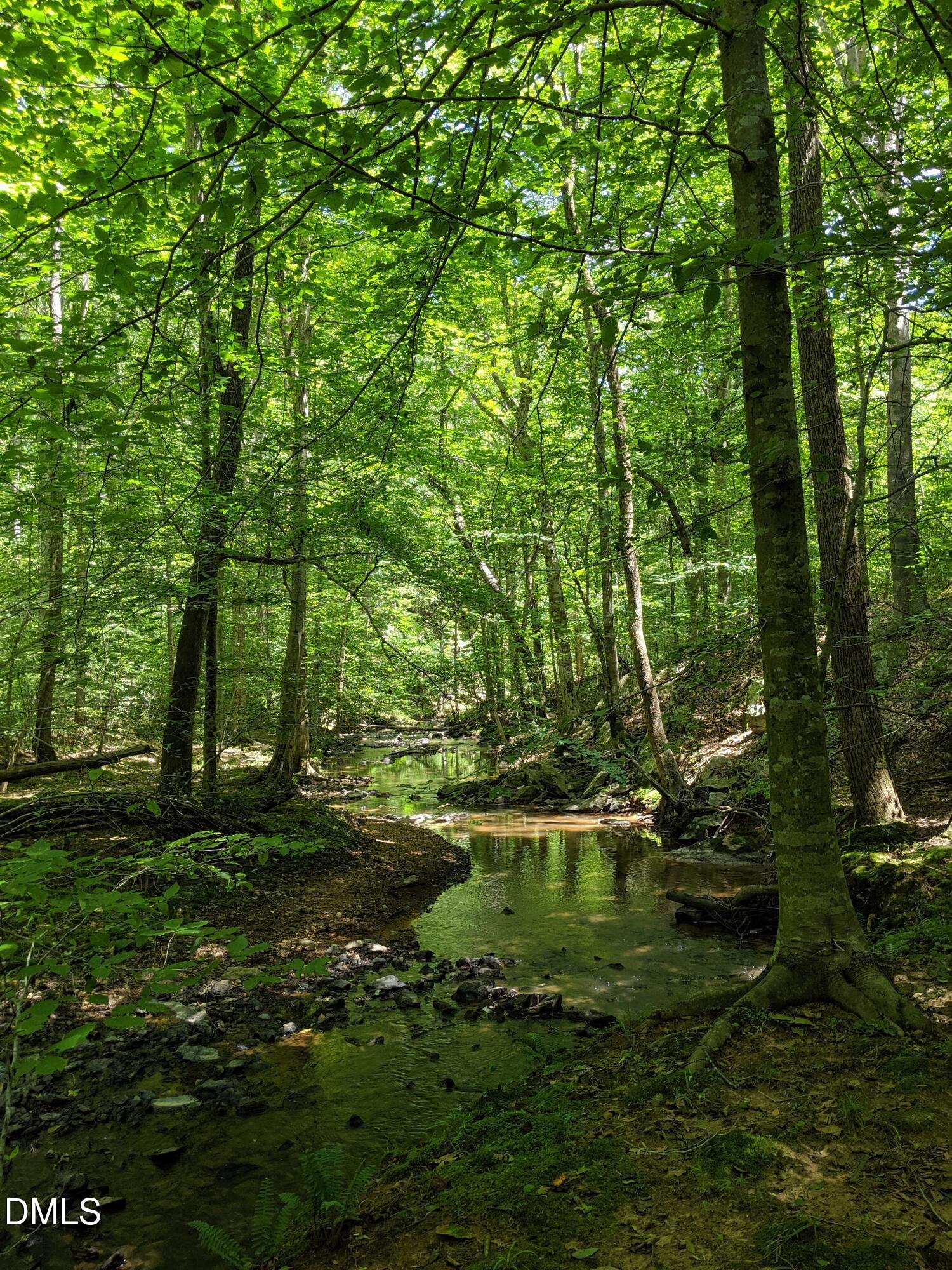 A creek winds through dense summer woodland beneath a leafy canopy.