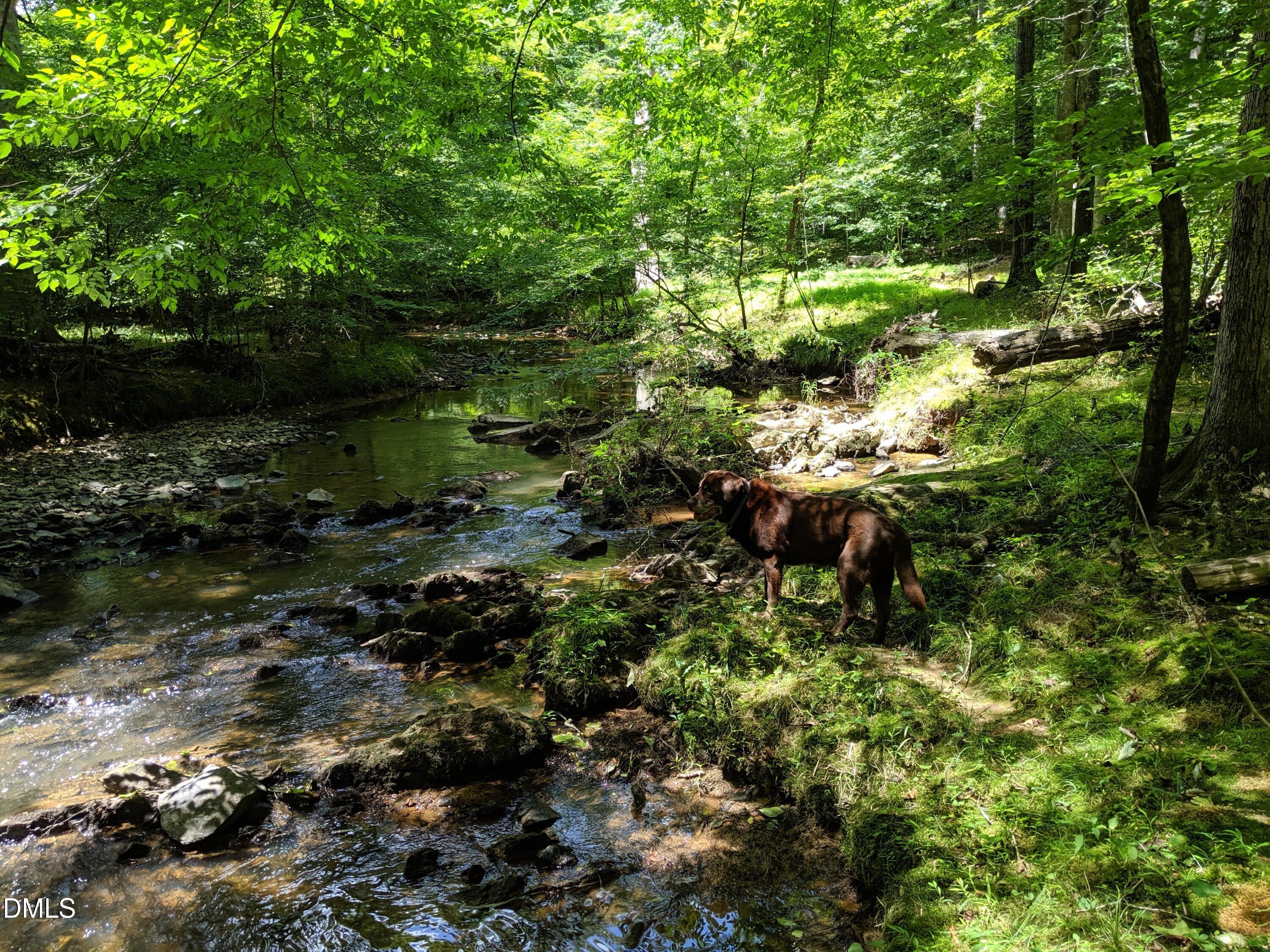 Wooded property creek with rocks and a brown dog standing on the bank.