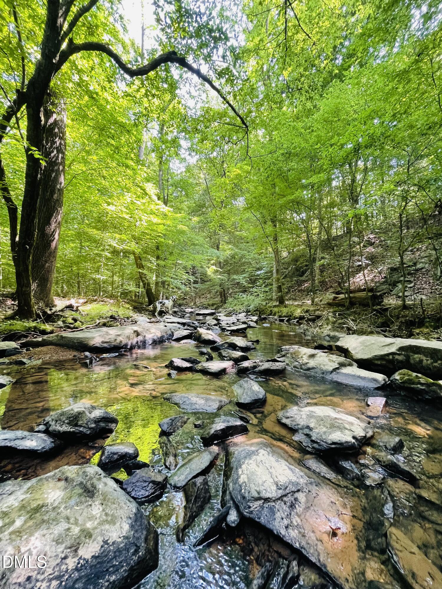 Woodland creek with a rocky bed and a dog standing near the bank.