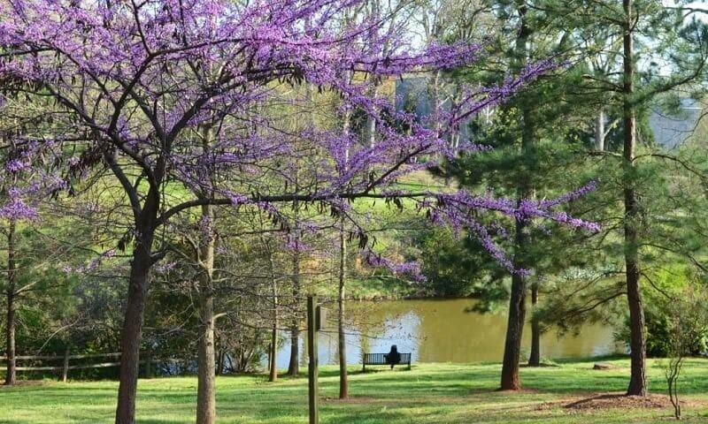 1129 Sanders Avenue SE