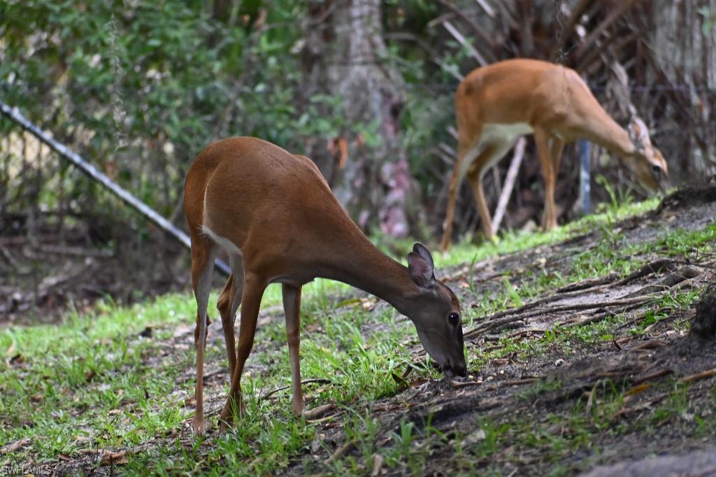 14846 Tybee Island DR, NAPLES