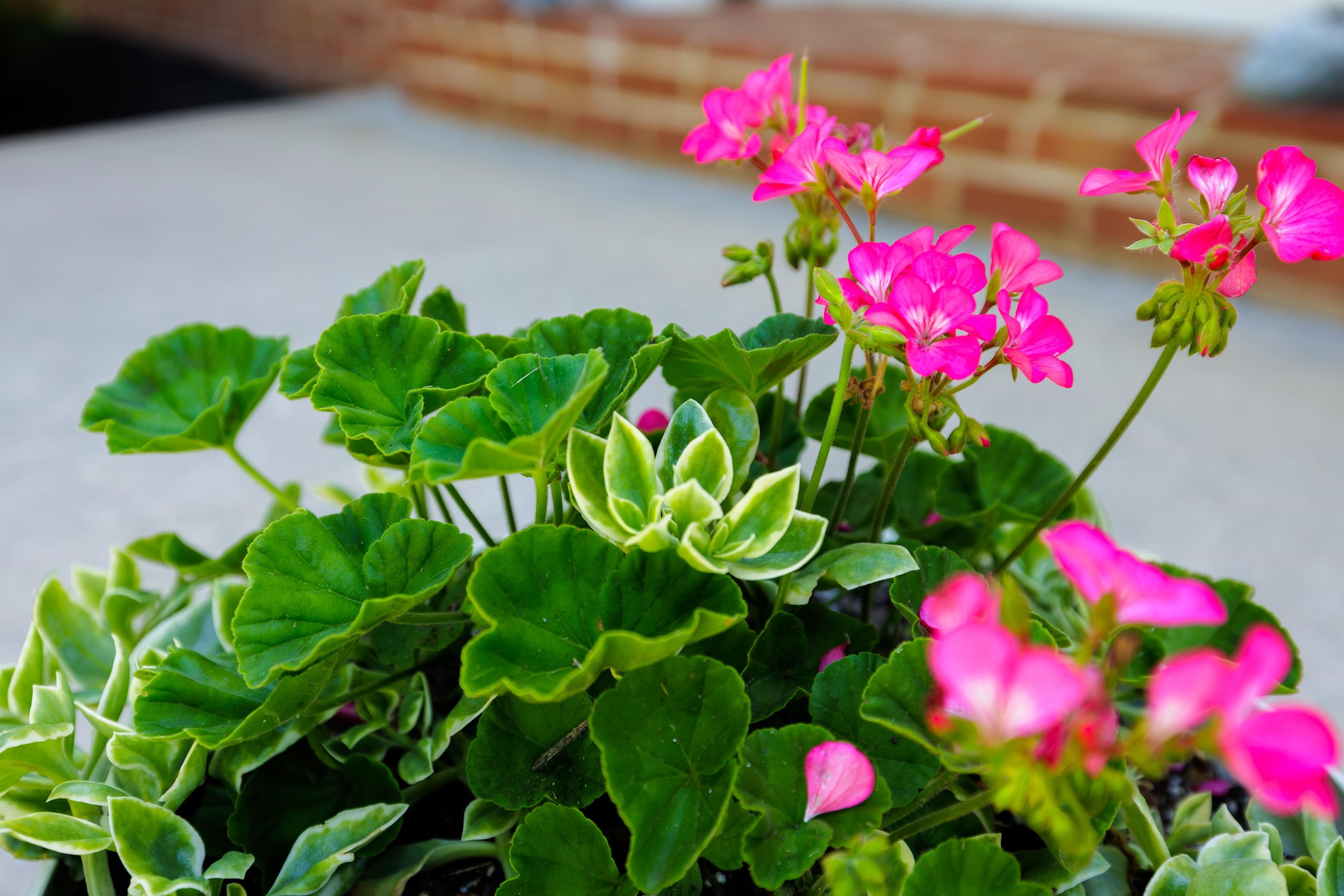 1704 LEE JACKSON HWY