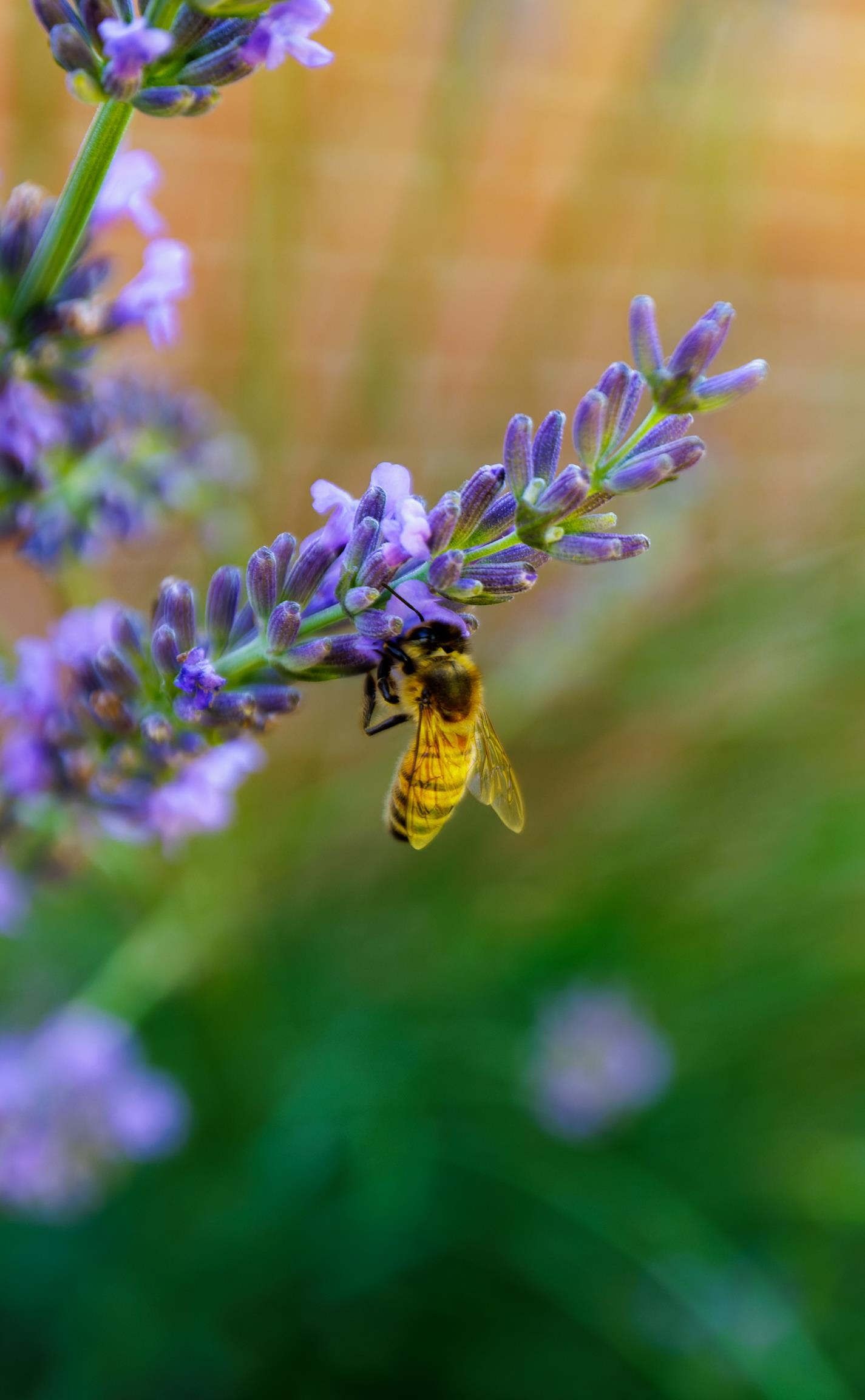 1704 LEE JACKSON HWY