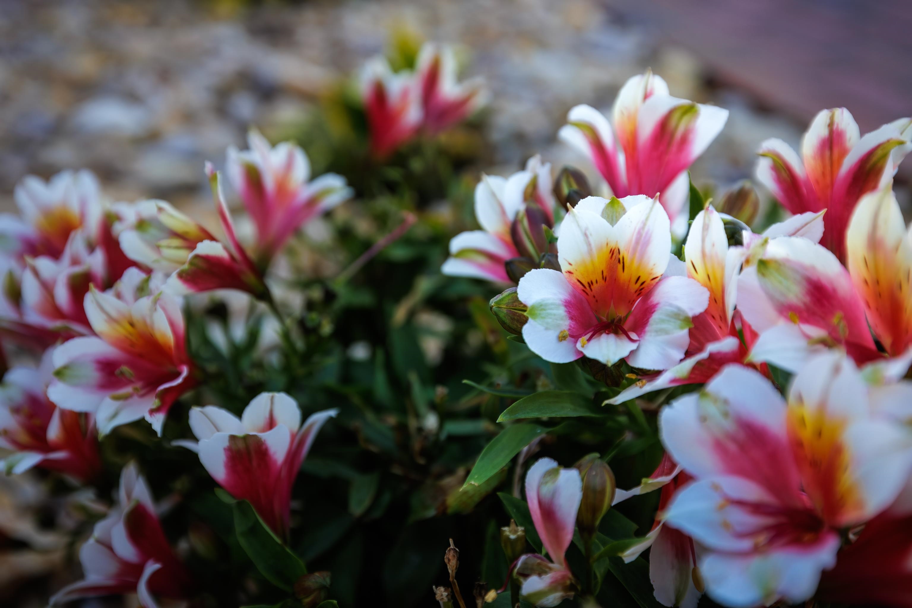 71 OLD WHITE BRIDGE RD