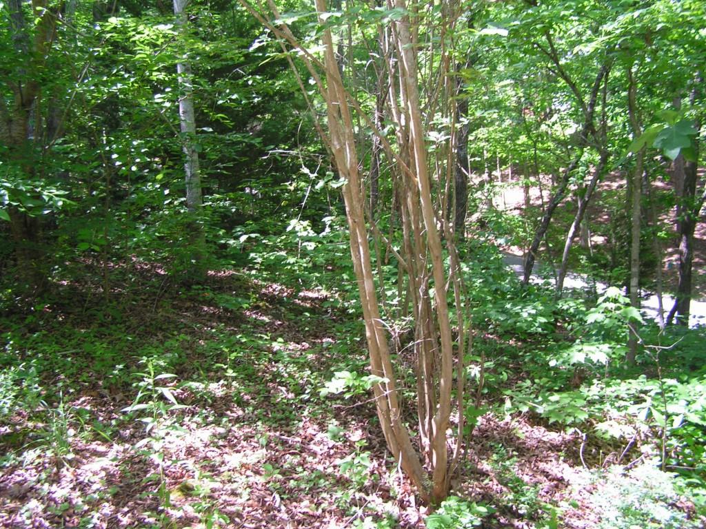 211 Shadow Hills Lane