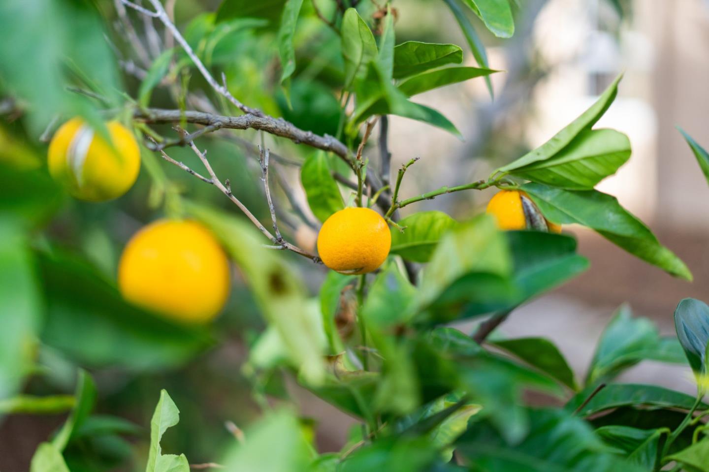 5364 Manderston Drive