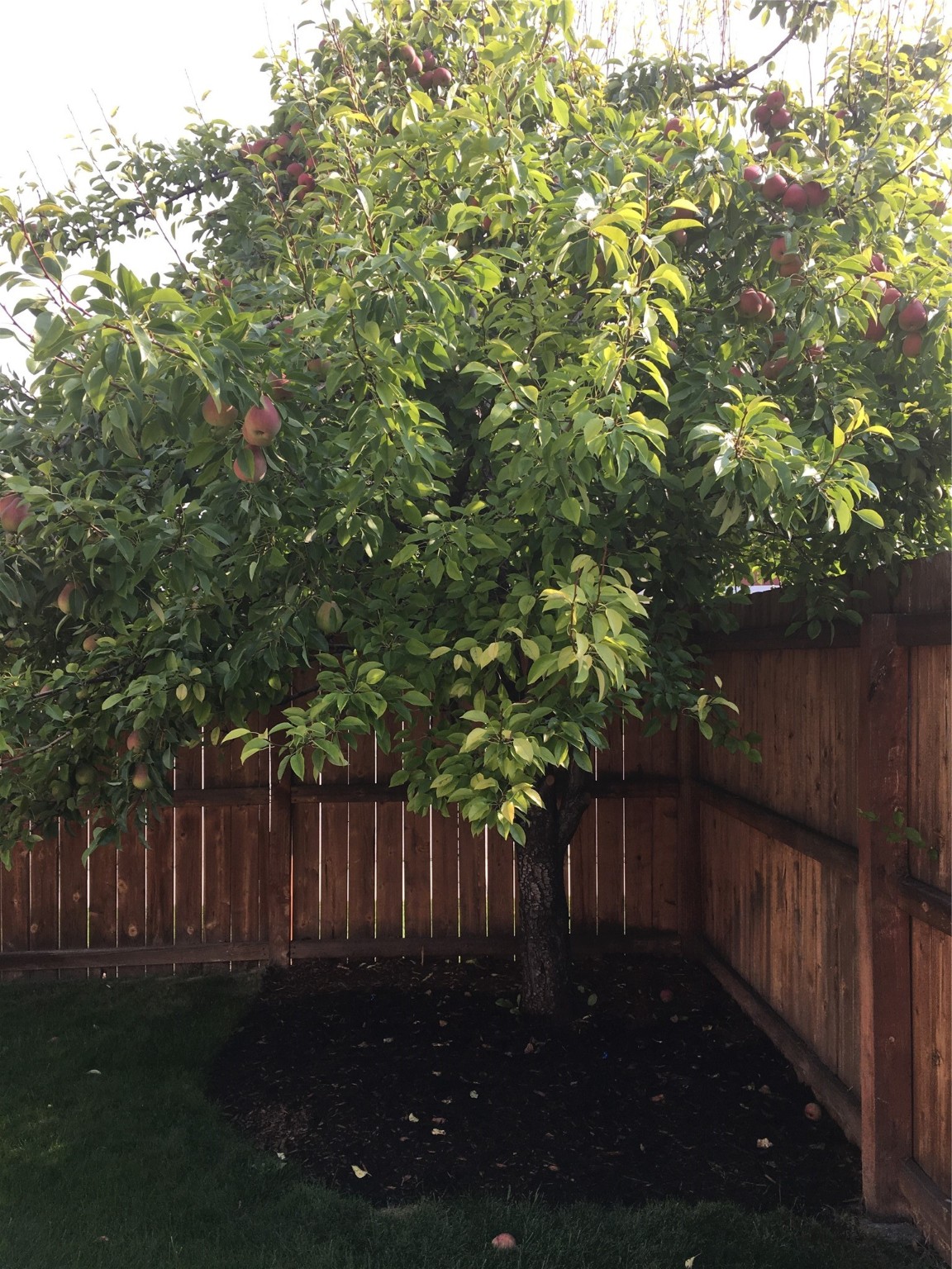 141 Silverberry Street