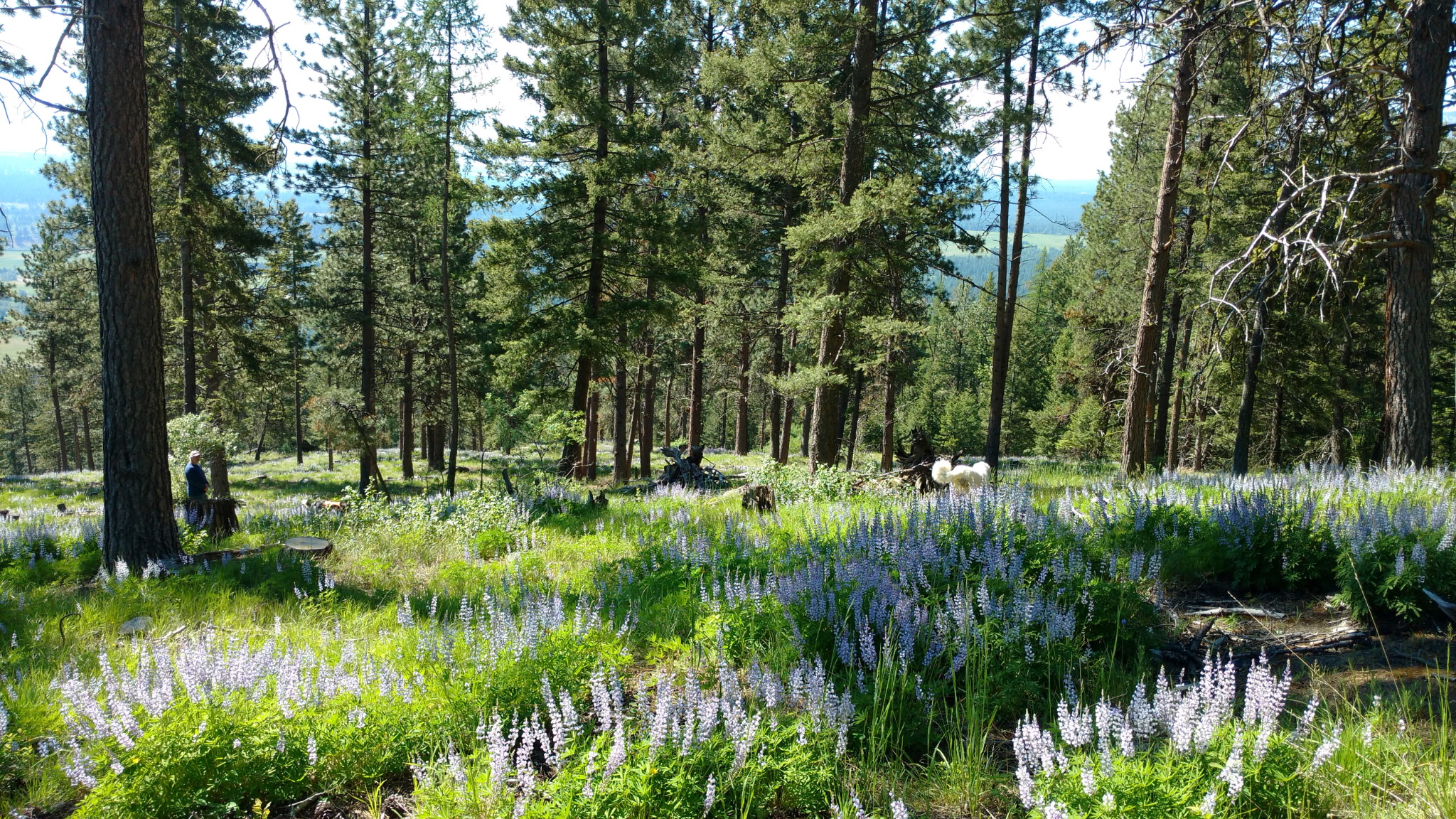 956 Falling Star Road