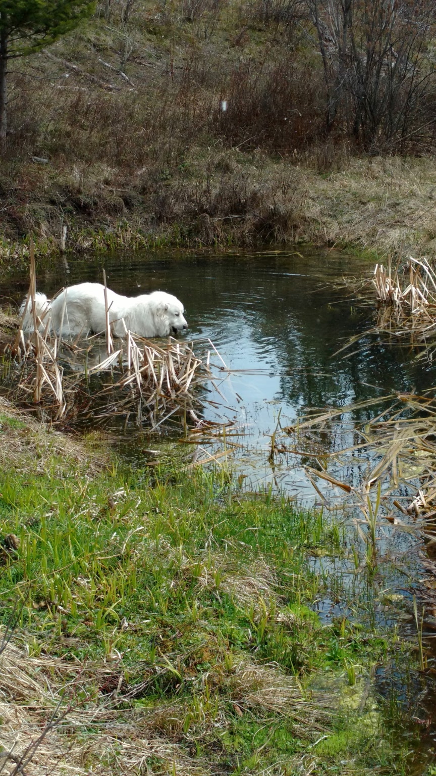 956 Falling Star Road