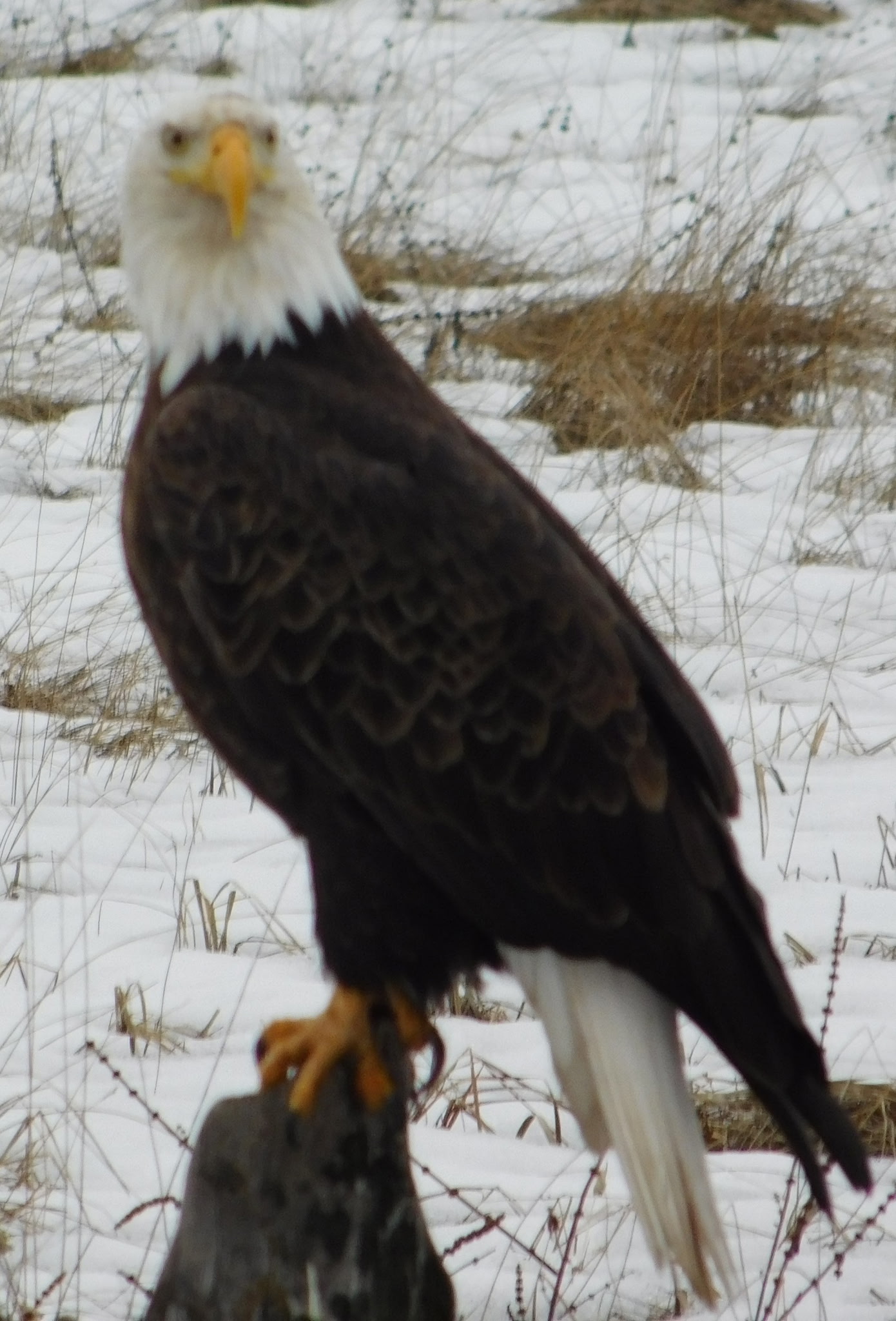 956 Falling Star Road