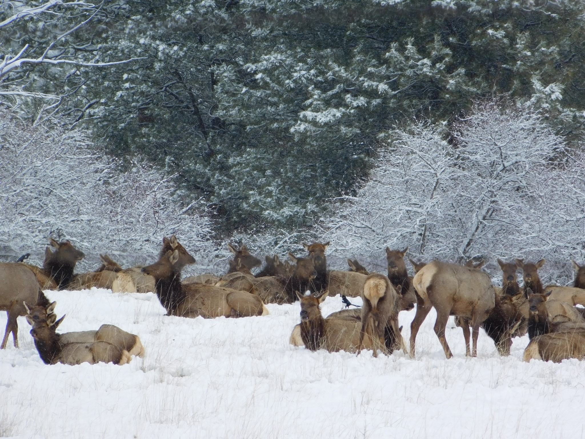 956 Falling Star Road