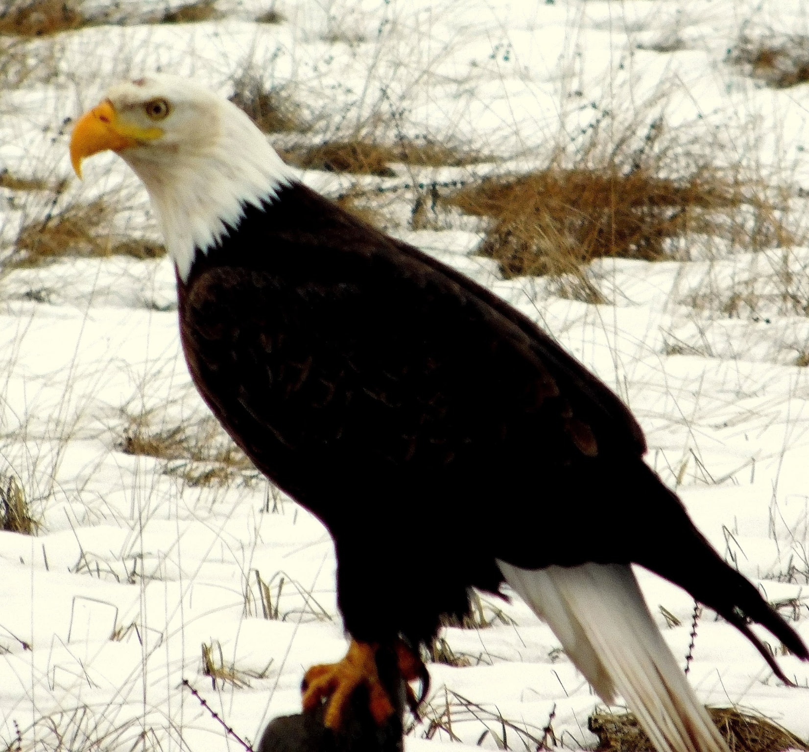 956 Falling Star Road