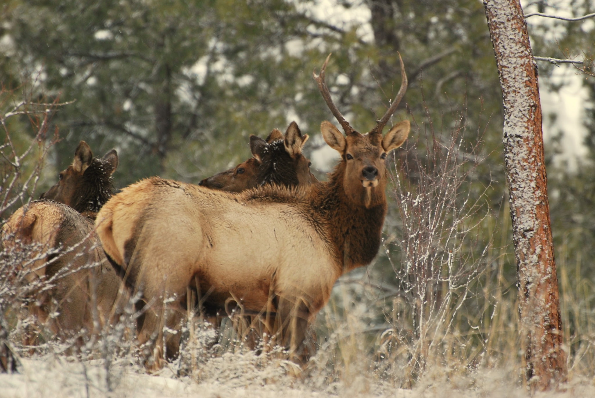 956 and 952 Falling Star Road