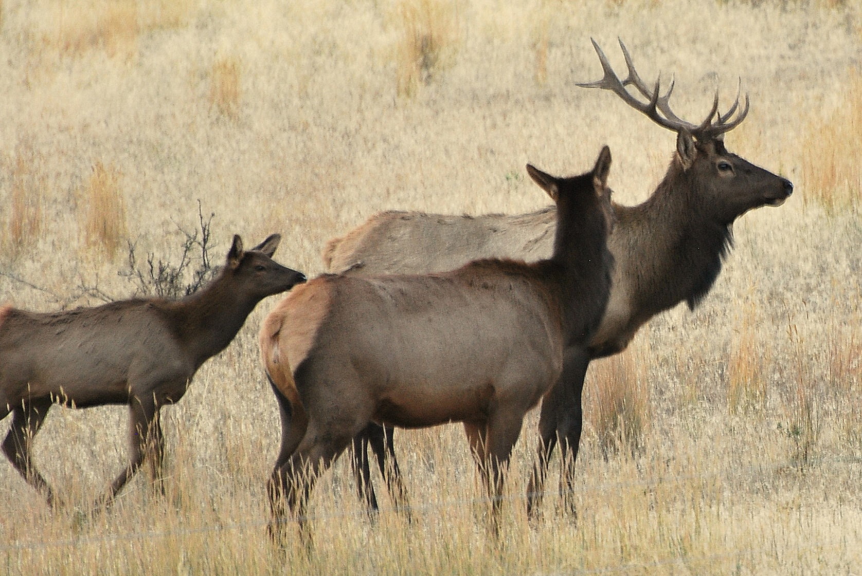 956 and 952 Falling Star Road