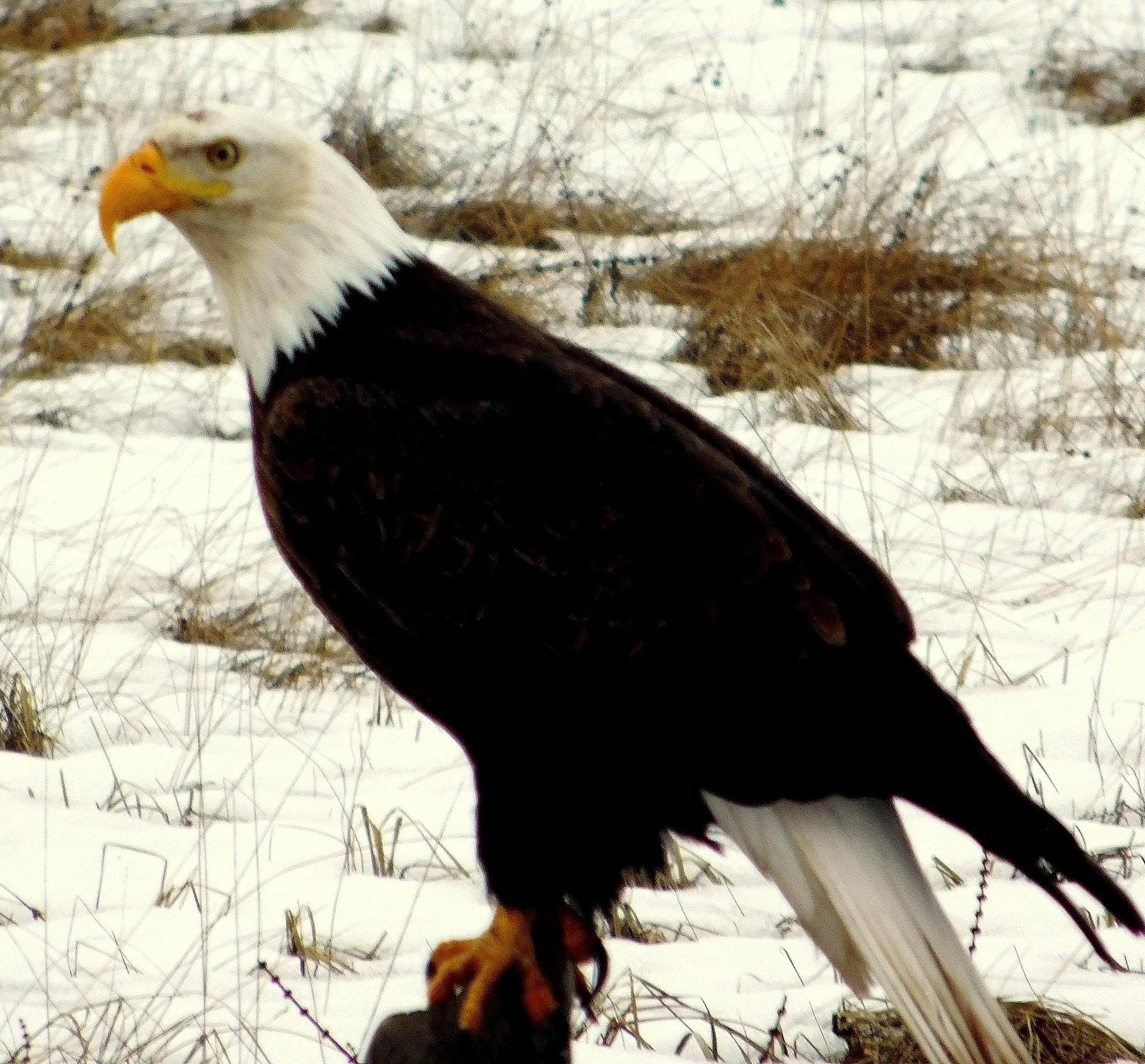 956 and 952 Falling Star Road