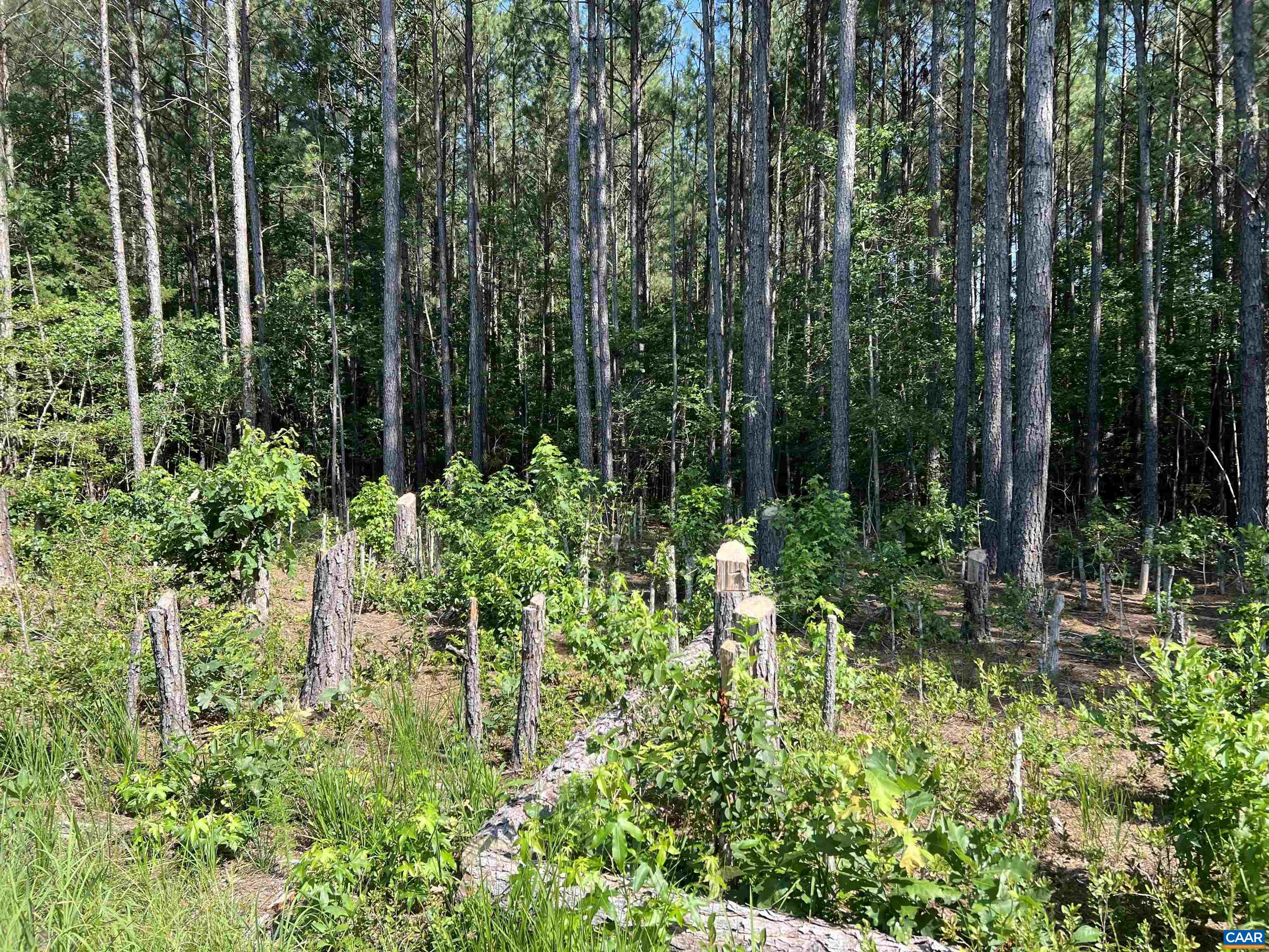 Lot 6 RICHMOND RD