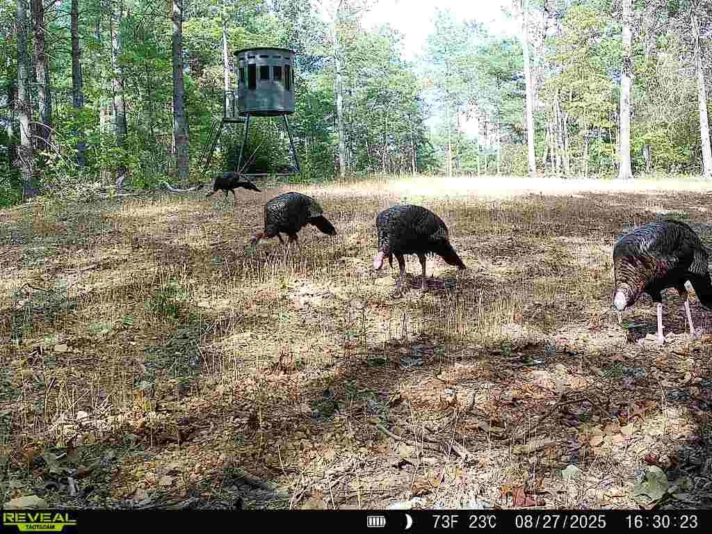 24.97 ac STRIBLING SPRINGS RD
