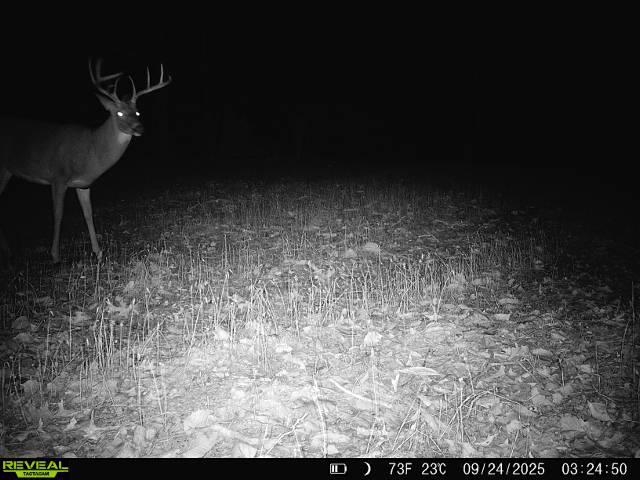 24.97 ac STRIBLING SPRINGS RD
