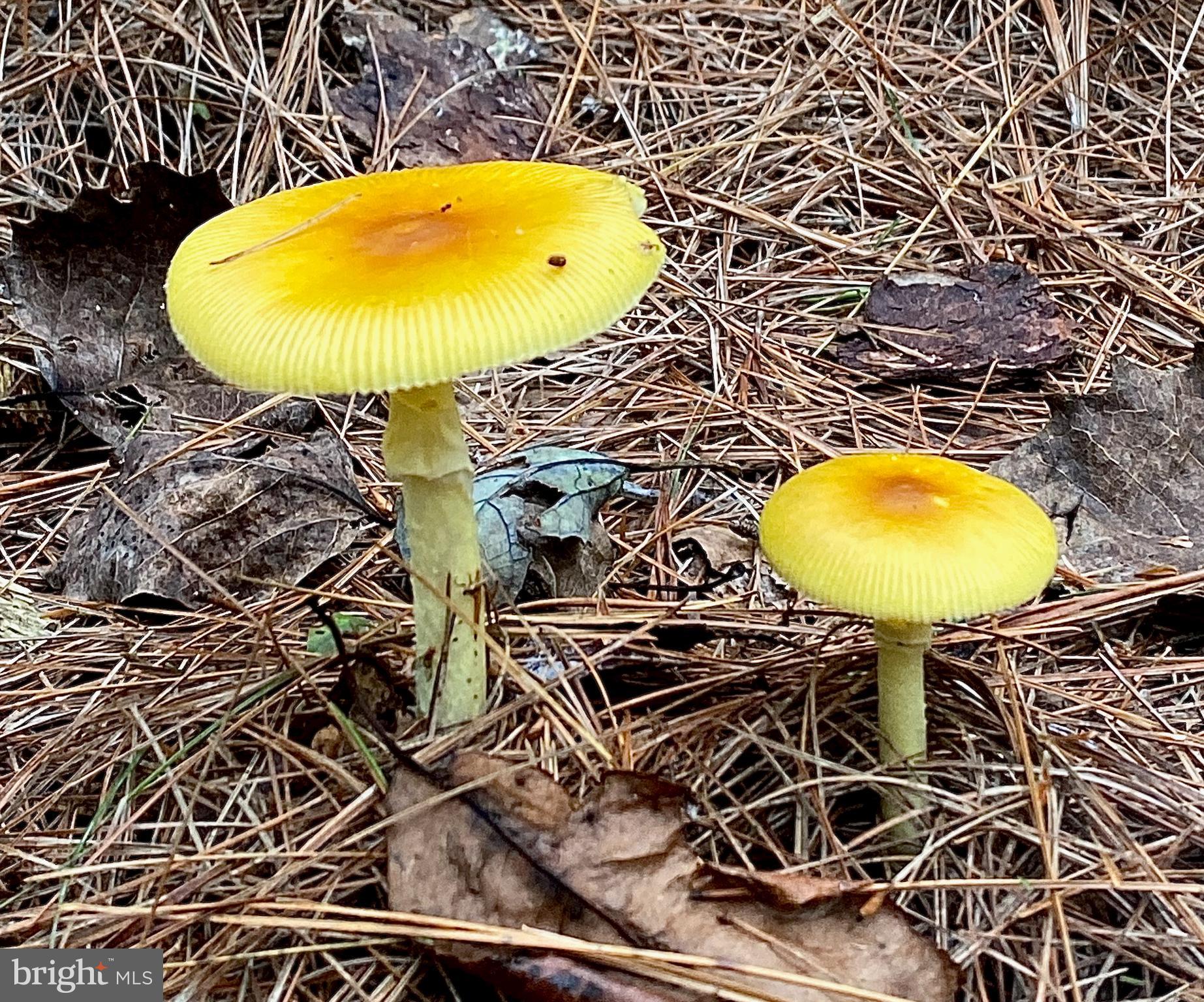 4601 S. BLUE RIDGE TURNPIKE