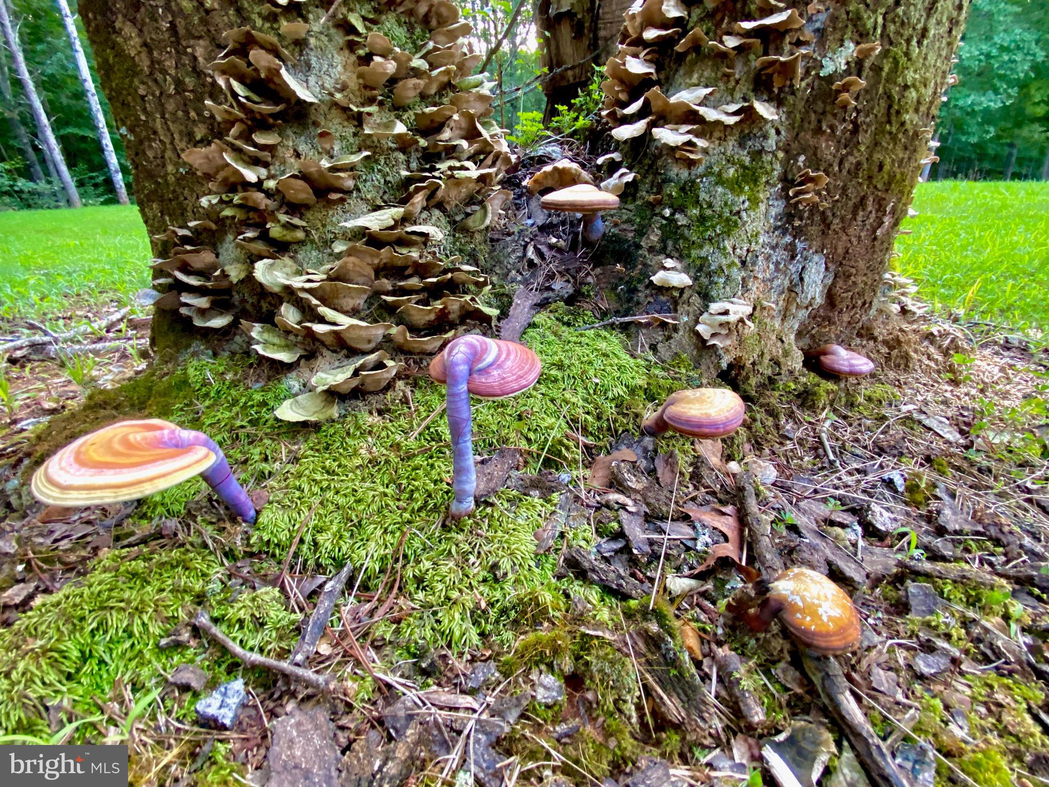 4601 S. BLUE RIDGE TURNPIKE