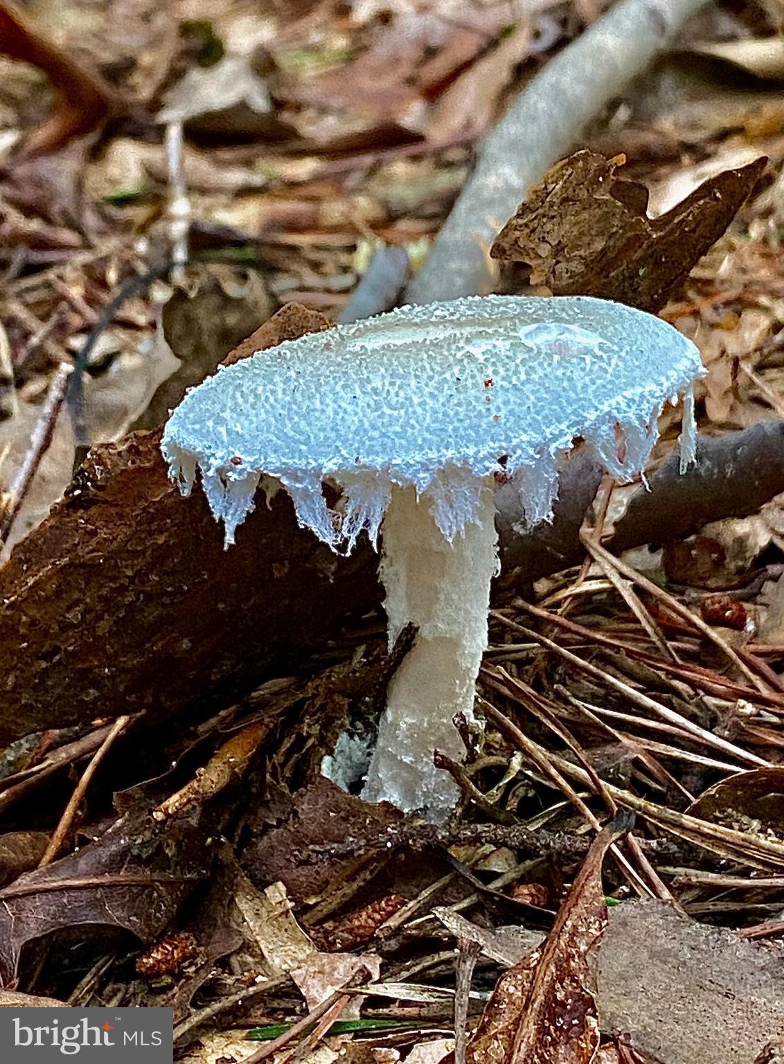 4601 S. BLUE RIDGE TURNPIKE