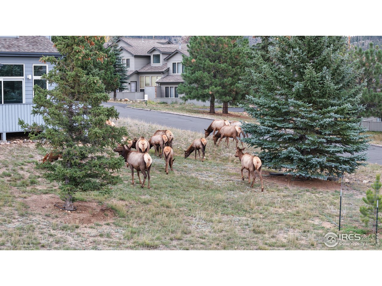1555 Raven Cir C Estes Park Unit: C