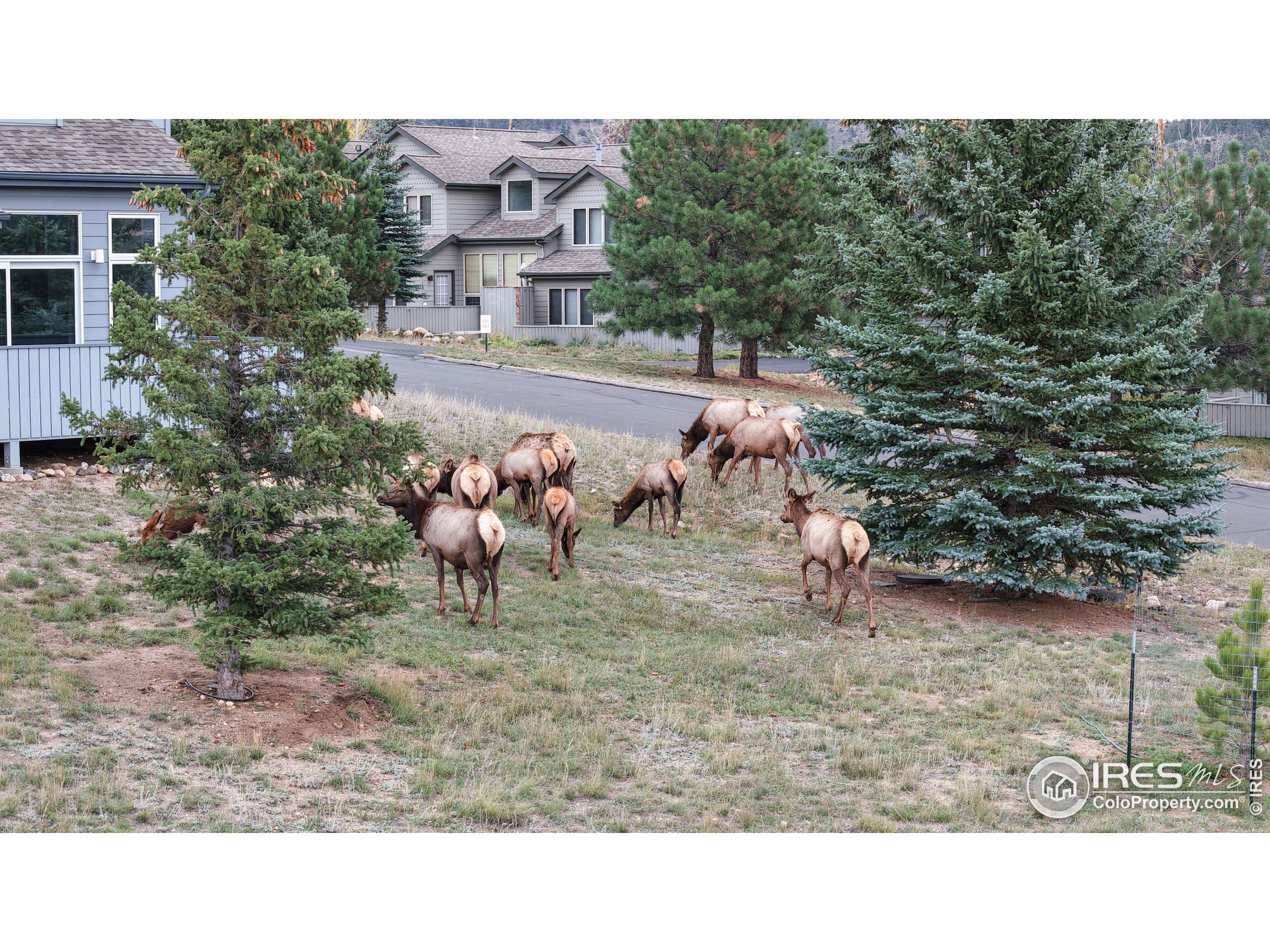1555 Raven Cir C Estes Park Unit: C