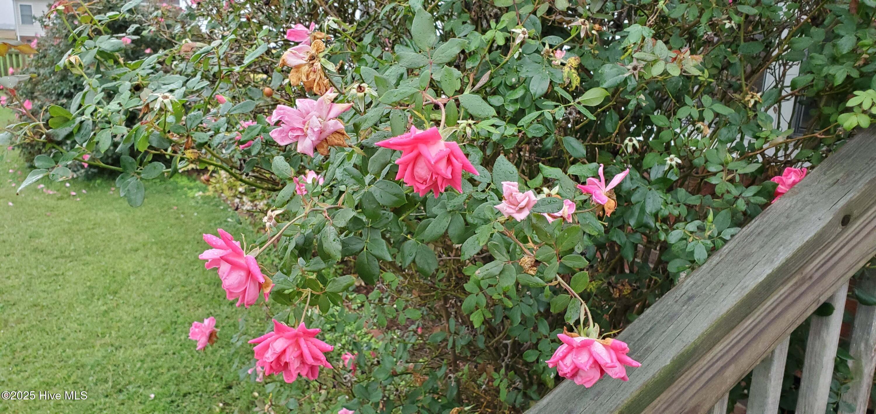 971 Bateman Dr Drive