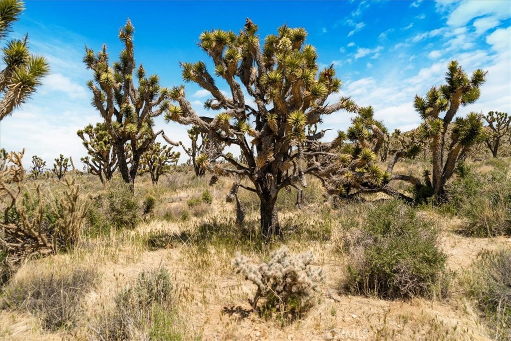 98202 Old Cima Ranch Road