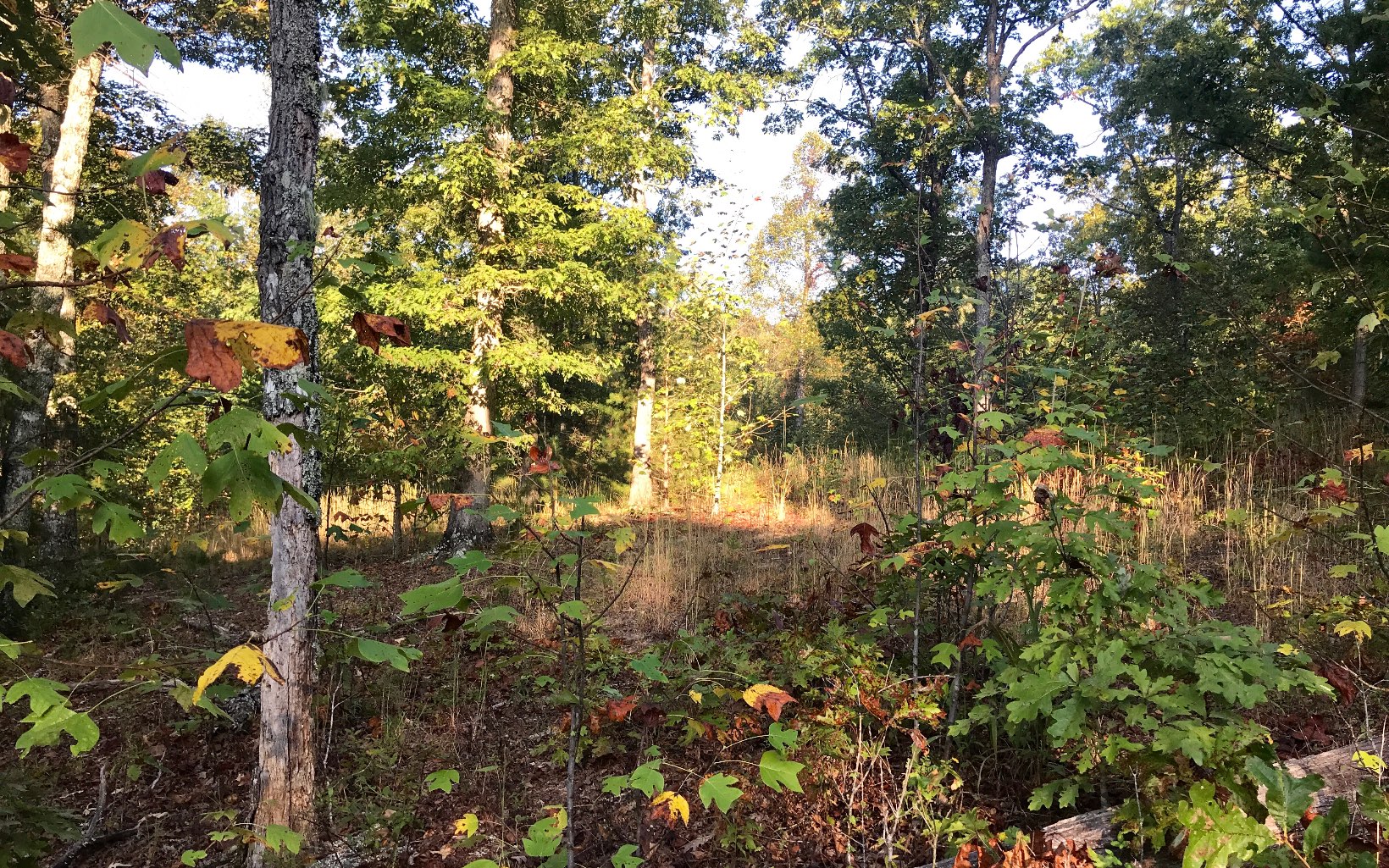 LT 49 Ivy Log Estates Road