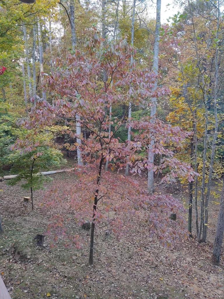 123 Rockingham Way