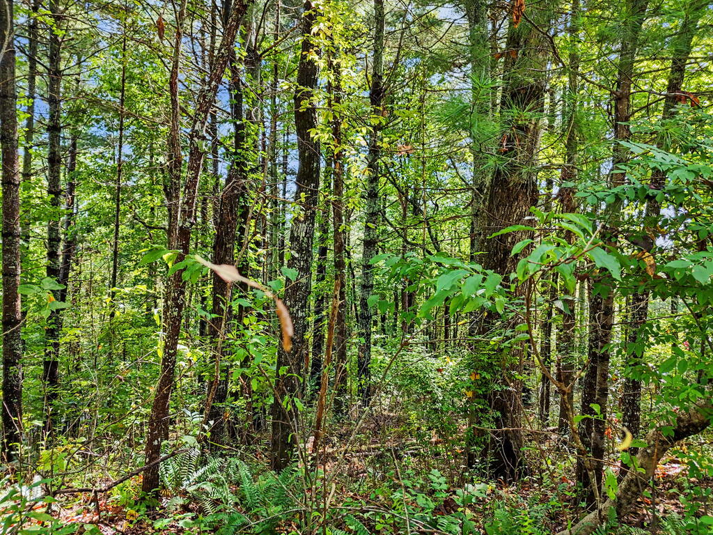 Lot 73 Pinecrest