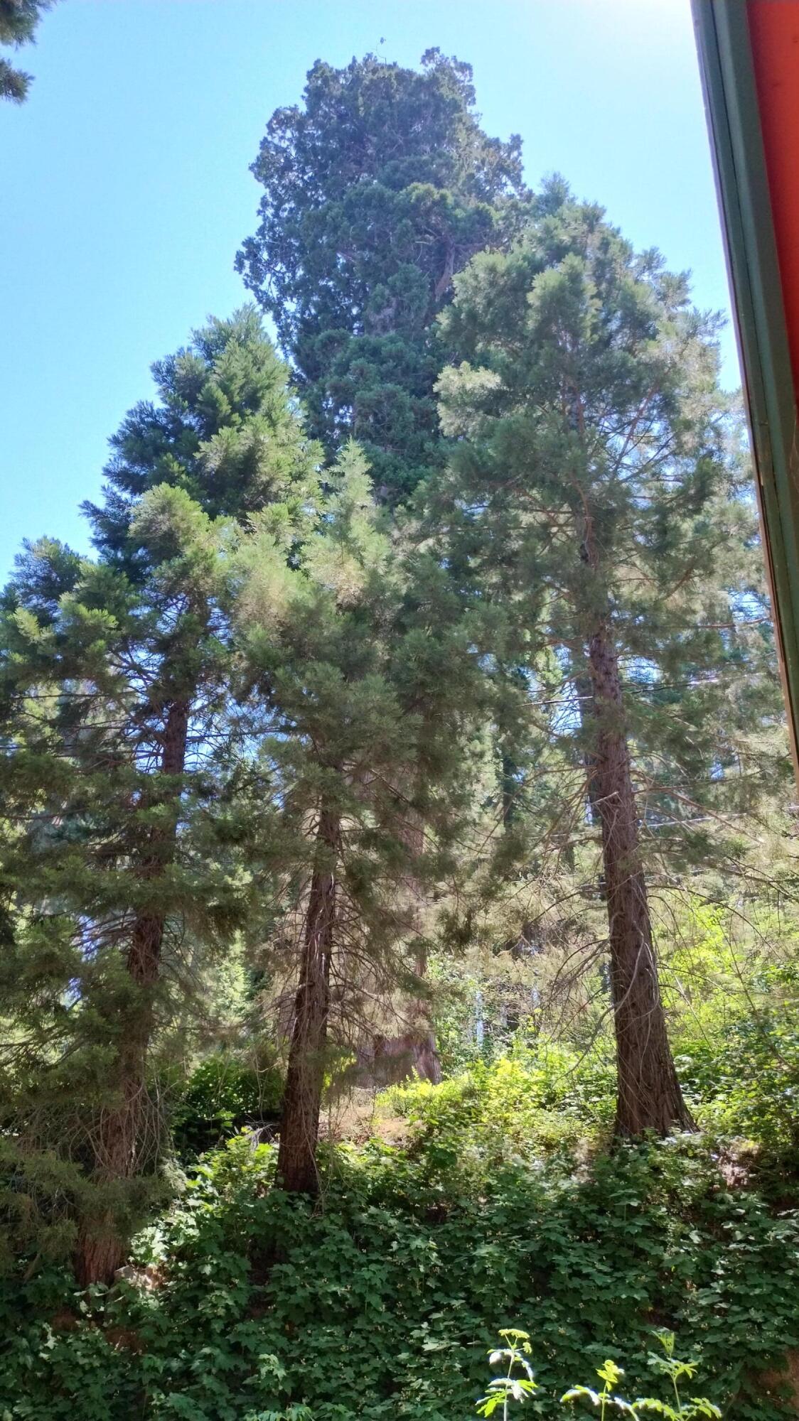 54814 Ponderosa Drive